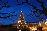 Weihnachtsbaum-7973.jpg