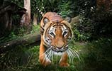 Zoo-Tiger-9229.jpg