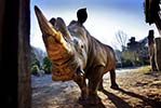 Zoo_Nashorn_5379.jpg